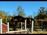 South Shore jumper dressage event prospect for sale in NC