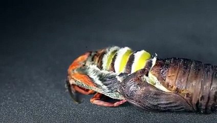 İnsan izlerken hayretler içerisinde kalıyor..