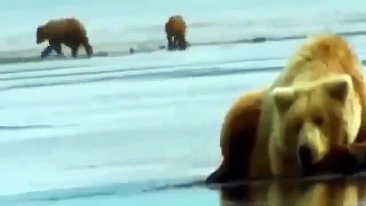 Animal Planet 2015 - Discovery Channel - Wildlife Animals - Tiger Documentary [720 HD]