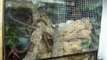 adaptación del terrario de las iguanas al gecko