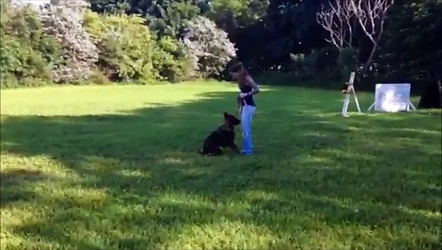 Obedience & Protection Session with Female German Shepherd Faith at 8 1/2 months
