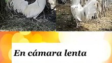 PELEAS DE BLANCOS EN CAMARA LENTA
