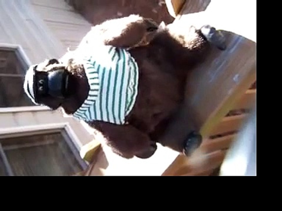 PLUSH MUSICAL GORILLA MONKEY APE SINGS THE MACARENA
