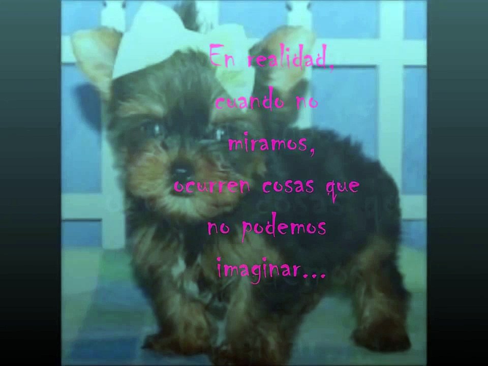 La vida secreta de los perros.