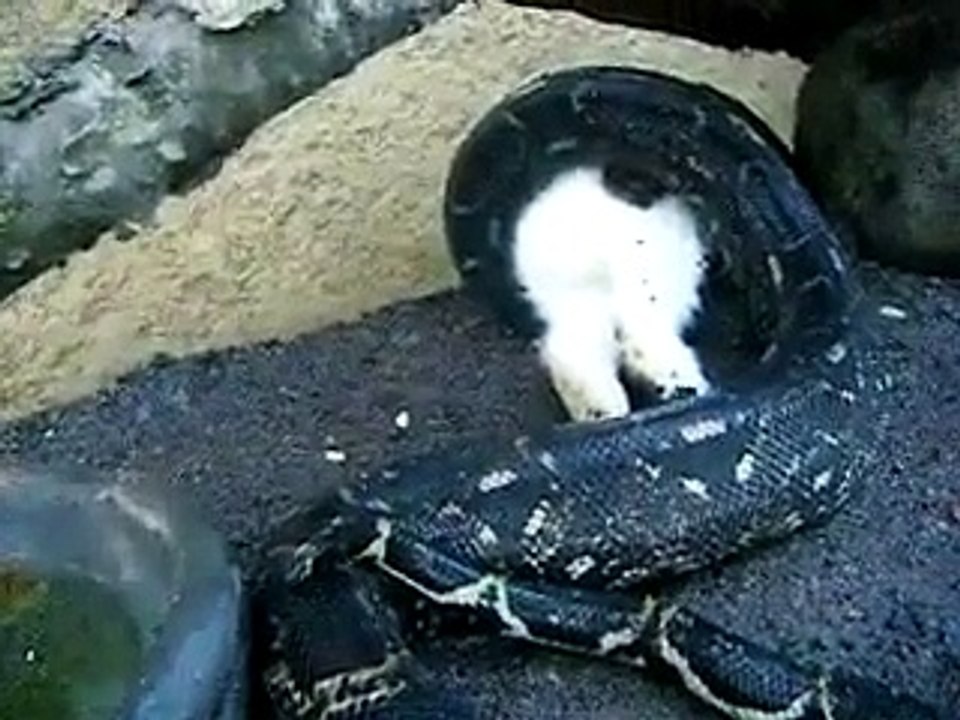 BOA COMIENDO CONEJO