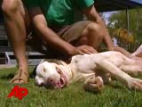 Dog Survives After Swallowing Deadly Toad Whole