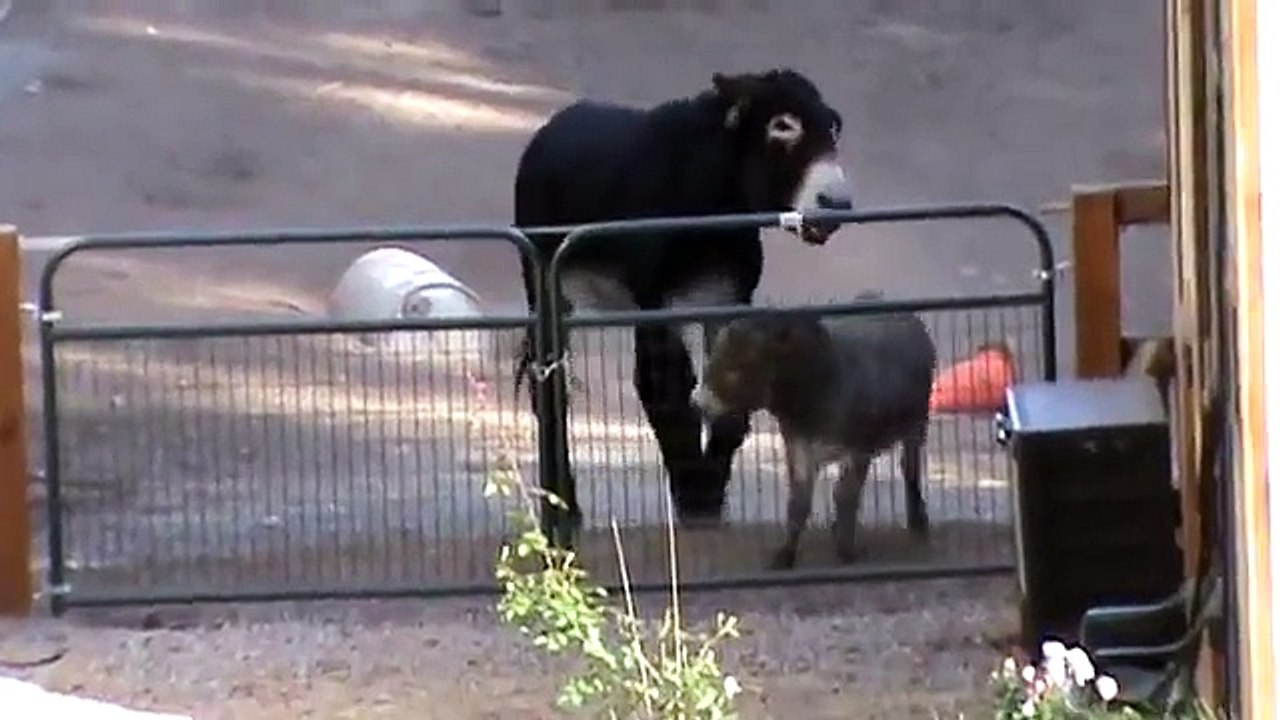 Donkeys Playing - Size Does Not Matter