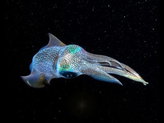 Squid Jet Propulsion