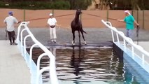كيف يتم تدريب الخيل على السباحة How to train horses swimming