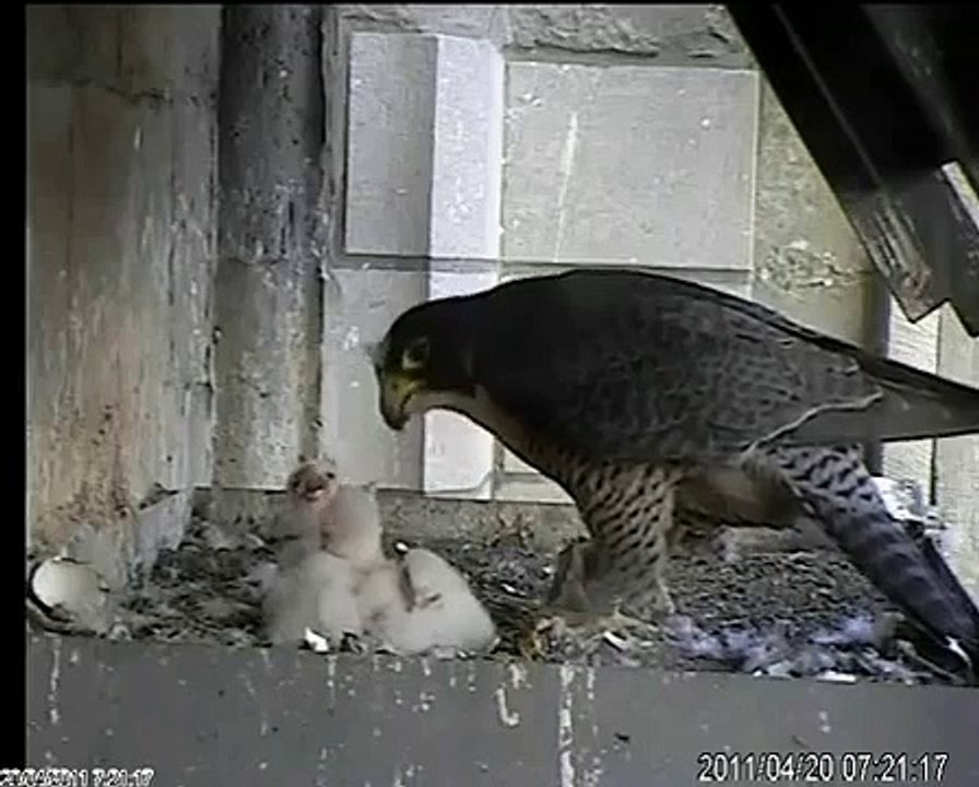 Faim, faim, faim, on a faim! (2011)