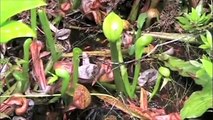 Carnivorous Plants: Serpent of the Siskiyous (Darlingtonia californica)