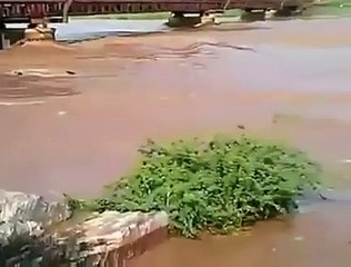 Scores of Buffalos drowned in the flood