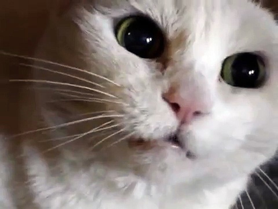 Don't Pet this Kitty!! Pt. 4