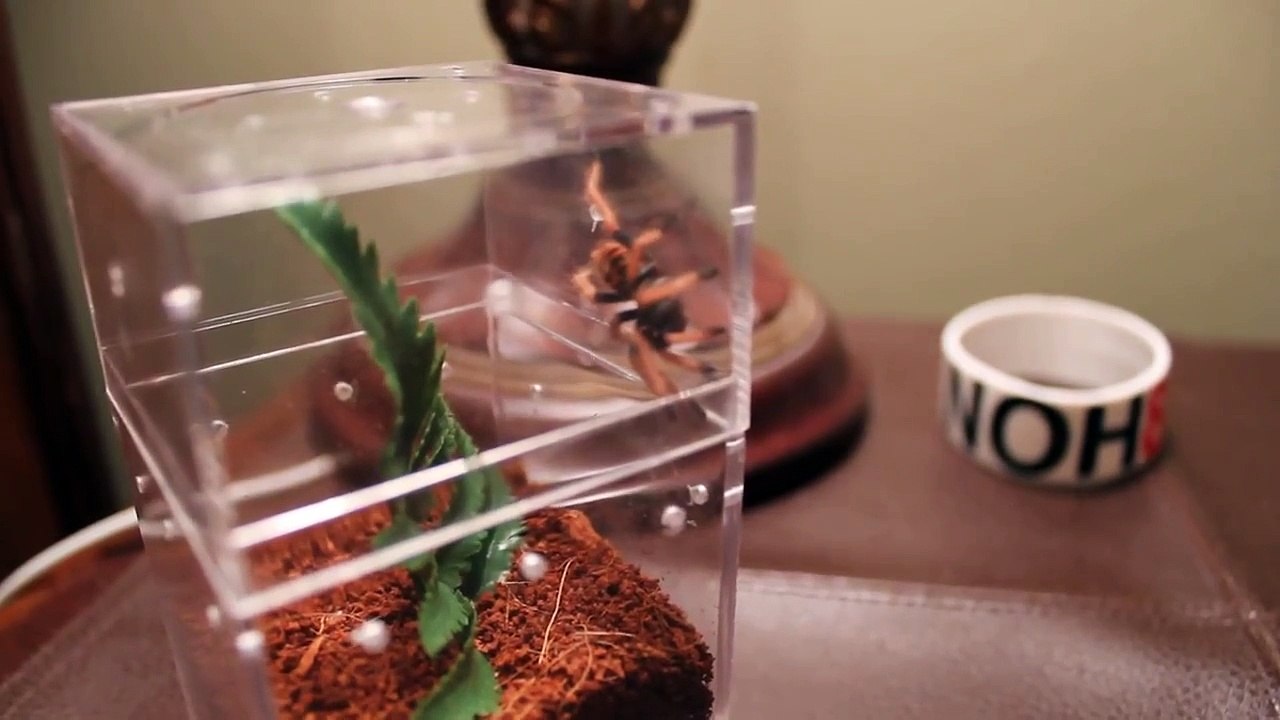 Green bottle blue tarantula sling