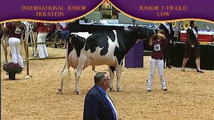 Junior Holstein Junior Three-Year-Old Cow