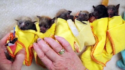 Watch Johnny Depp nurse a baby bat in full Jack Sparrow costume