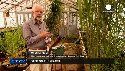 نباتات منتجة للطاقة ومكافحة للتغير المناخي