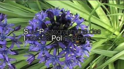 Pollinisateurs et science participative