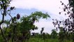 Elephants Learn To Avoid Landmines In War-Torn Angola