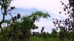 Elephants Learn To Avoid Landmines In War-Torn Angola