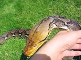 Reticulated Python Crawling in the Grass