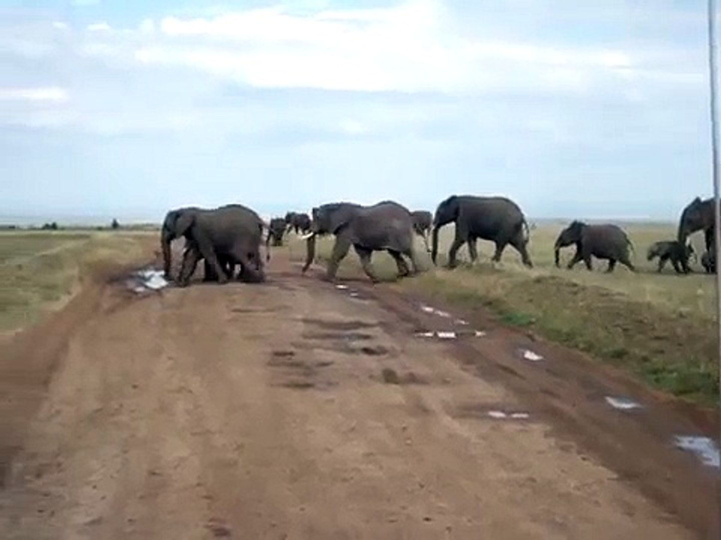 ⁣Elephants Running - African Safari
