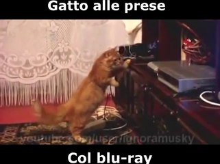 Gatto divertente alle prese col bluray (Da non perdere assolutamente)