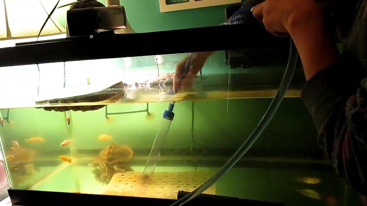 Turtle Tank Cleaning (Time Lapse)!