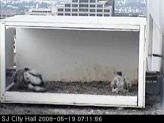 Good morning little Perlets