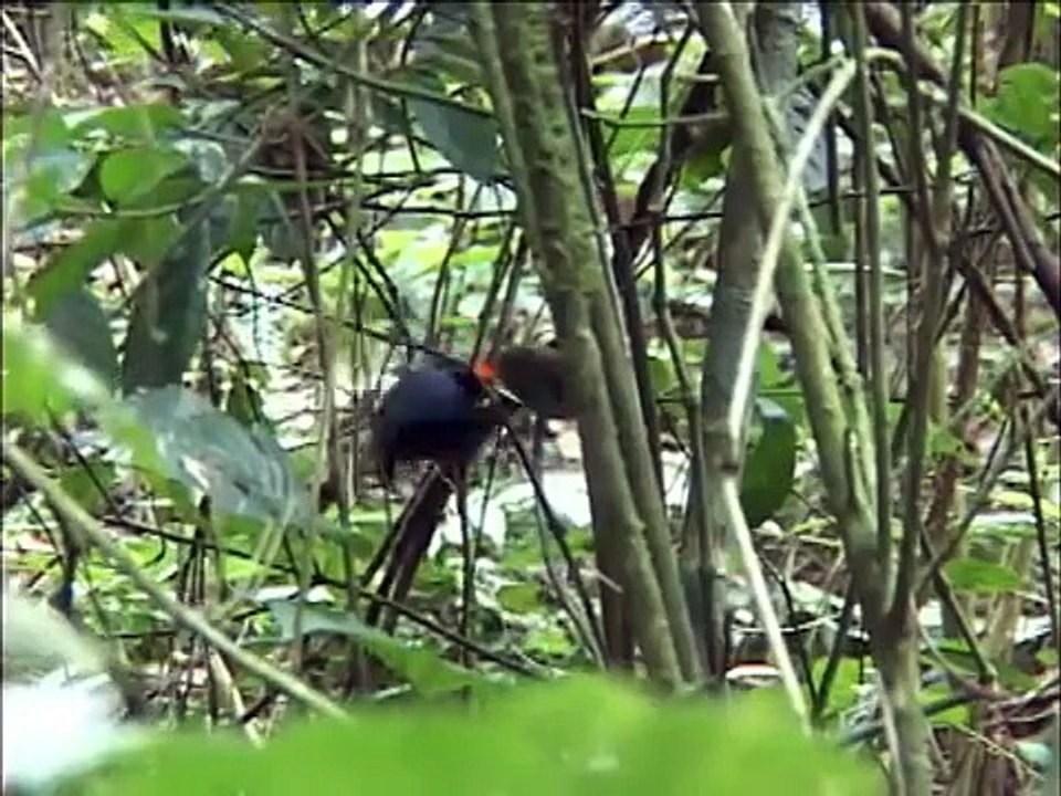 Tangará dançador- Chiroxiphia caudata