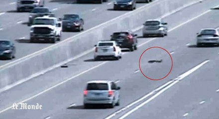 Traversée à risque d'une autoroute par une cane et ses canetons