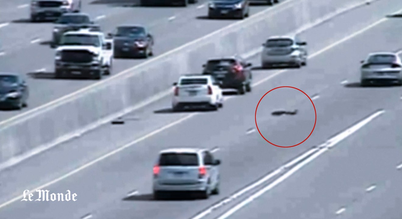 Traversée à risque d'une autoroute par une cane et ses canetons