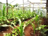 Greenhouse tour at Ndungi's Farm in Nairobi, Kenya