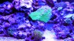 10 gallon nano reef DIY Sump Led lights
