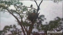 3 /13/14 SWFL Eagles..Wings,Sticks, Hissy fit & nest overs