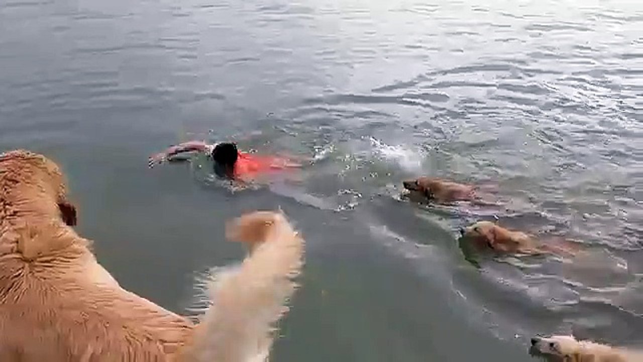 Nager avec ses chiens Golden Retriever