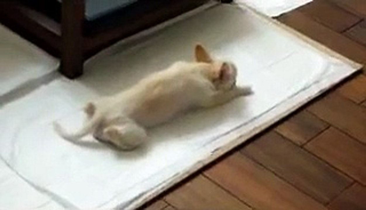 『怠惰な生活』　もちこ（チワワ）の「ムササビ ポーズ」