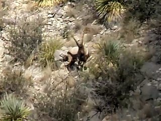 Ibex Video, New Mexico Billys