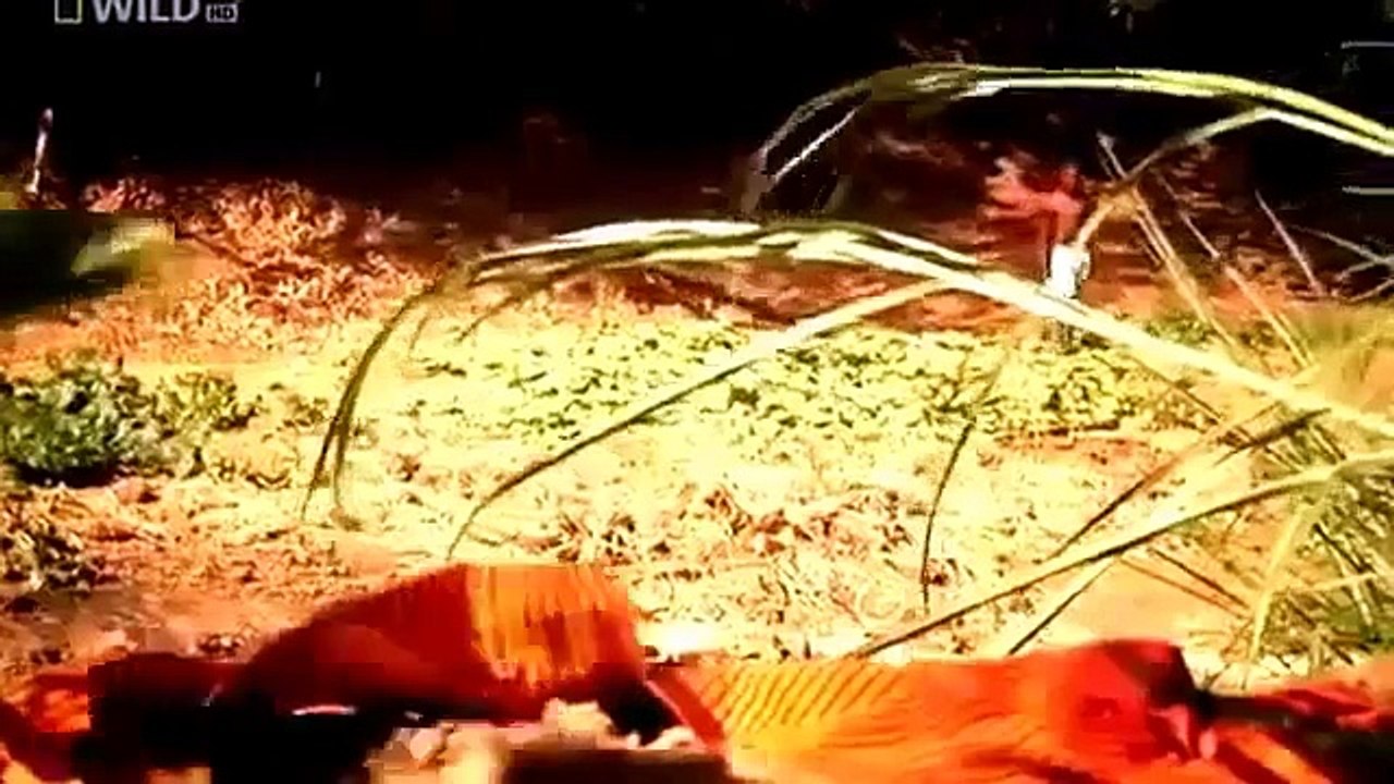 National Geographic Wild 2015 Extreme Animal Attacks Full Documentary HD