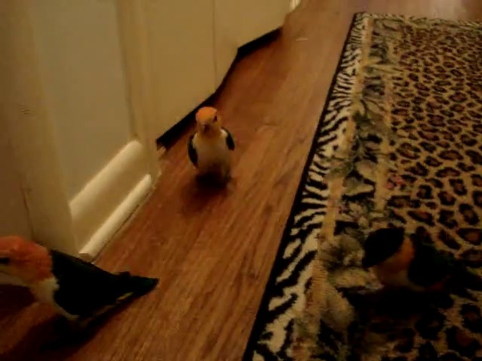 Caiques going to bed