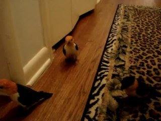 Caiques going to bed