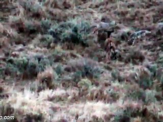 Graphic coyote attack on a fawn mule deer.