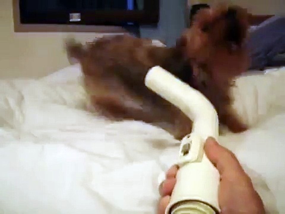 掃除機