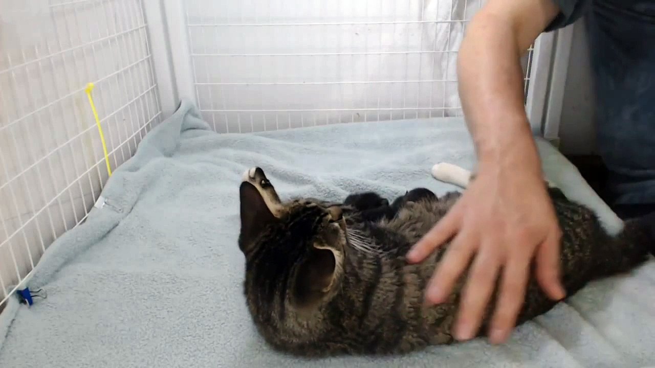 Springfield Kittens - Introduction
