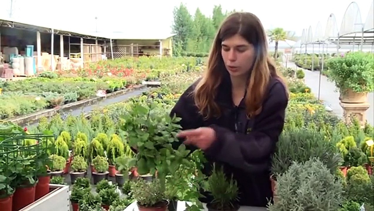 Plantas Aromaticas