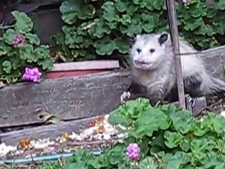 Unexpected Visitor: Possum Spotted in Garden During Daylight 🦝