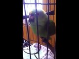The reaction of the parrot, after the appearance of a small child in the house/Реакция попугая, после появления в доме маленького ребенка