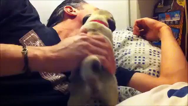 Sukiyaki Fumiko ปั๊ก ลูกหมา Pug Puppy Dog Carlin Chiot Chien Pagu Inu