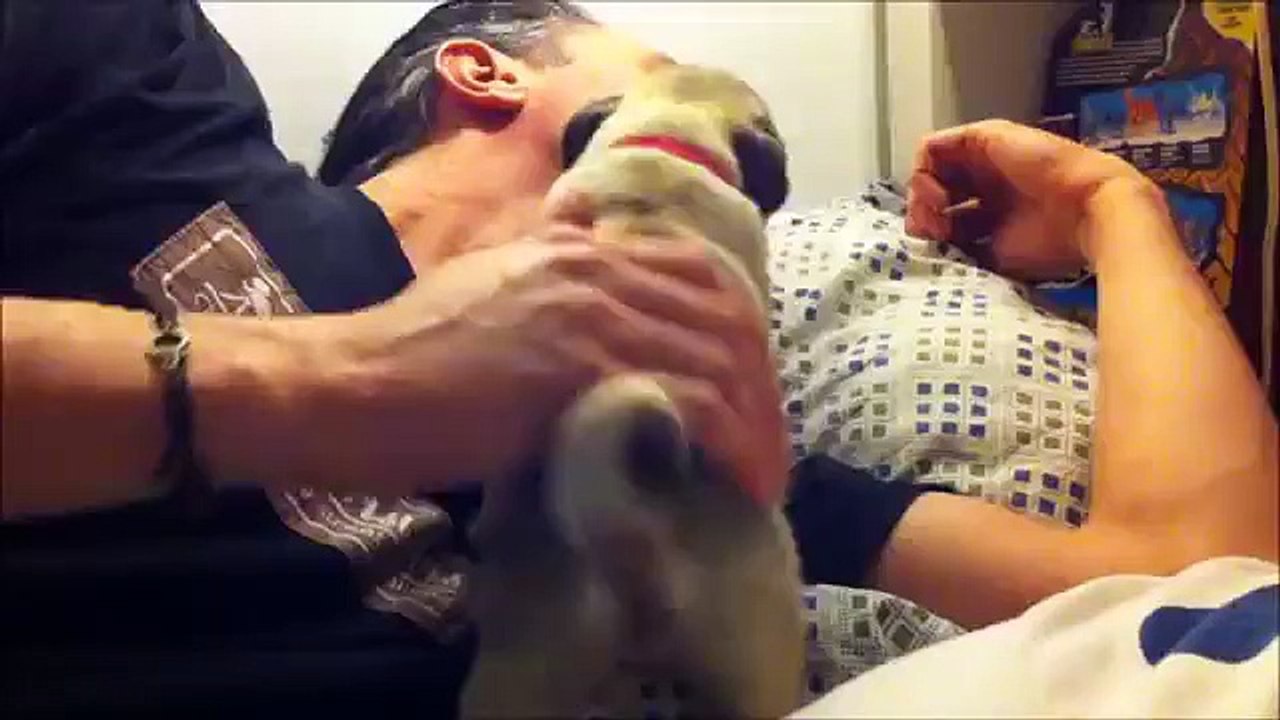 Sukiyaki Fumiko ปั๊ก ลูกหมา Pug Puppy Dog Carlin Chiot Chien Pagu Inu