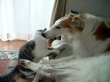 ボルゾイのカイと子猫のギン（その後）犬猫対決